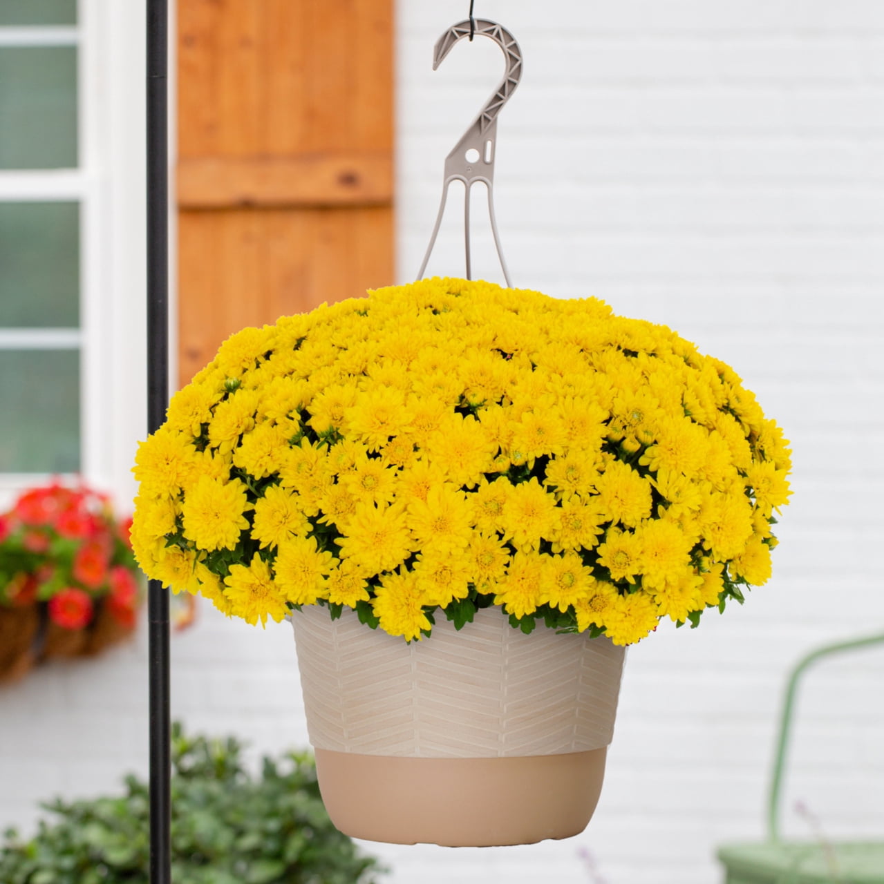 1.5G Yellow Garden Mum Live Plant in Hanging Basket