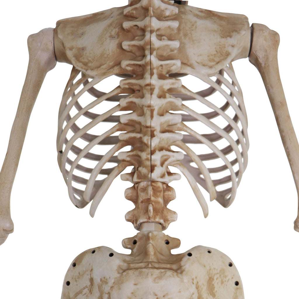8 ft Tall Motion-Activated Towering Skeleton, Premium Talking Halloween Animatronic Decoration, Plug-In, HHTWRSKEL-2FLSA