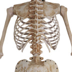 8 ft Tall Motion-Activated Towering Skeleton, Premium Talking Halloween Animatronic Decoration, Plug-In, HHTWRSKEL-2FLSA