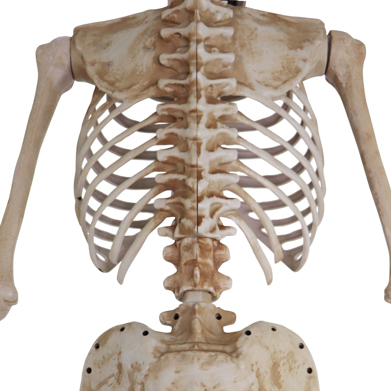 8 ft Tall Motion-Activated Towering Skeleton, Premium Talking Halloween Animatronic Decoration, Plug-In, HHTWRSKEL-2FLSA