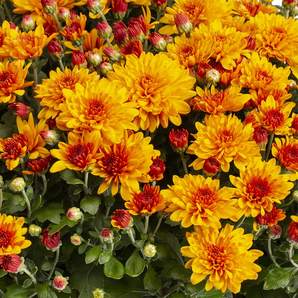 1G Orange Garden Mum Live Plant in Decorative Planter