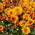 1G Orange Garden Mum Live Plant in Decorative Planter