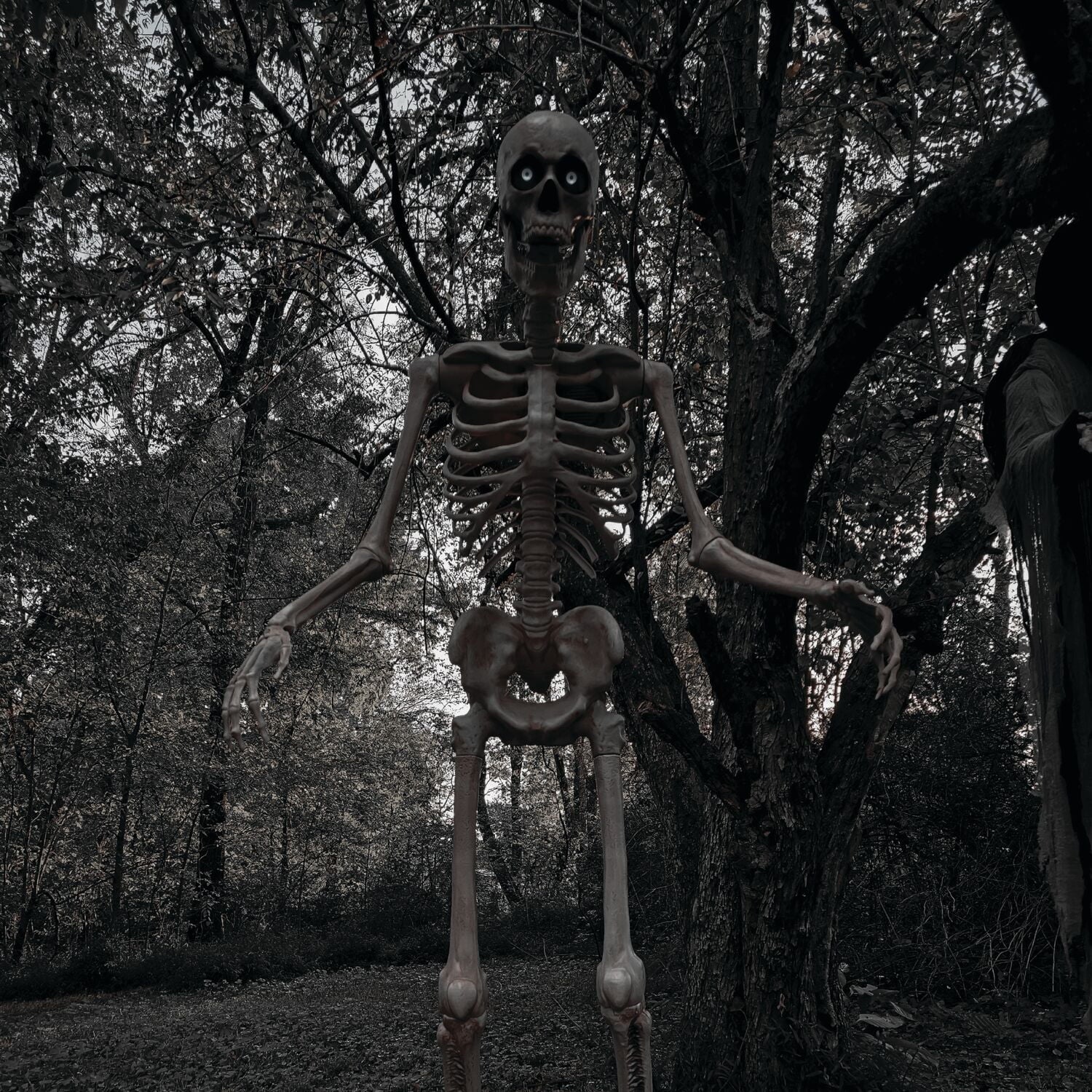 8 ft Tall Motion-Activated Towering Skeleton, Premium Talking Halloween Animatronic Decoration, Plug-In, HHTWRSKEL-2FLSA