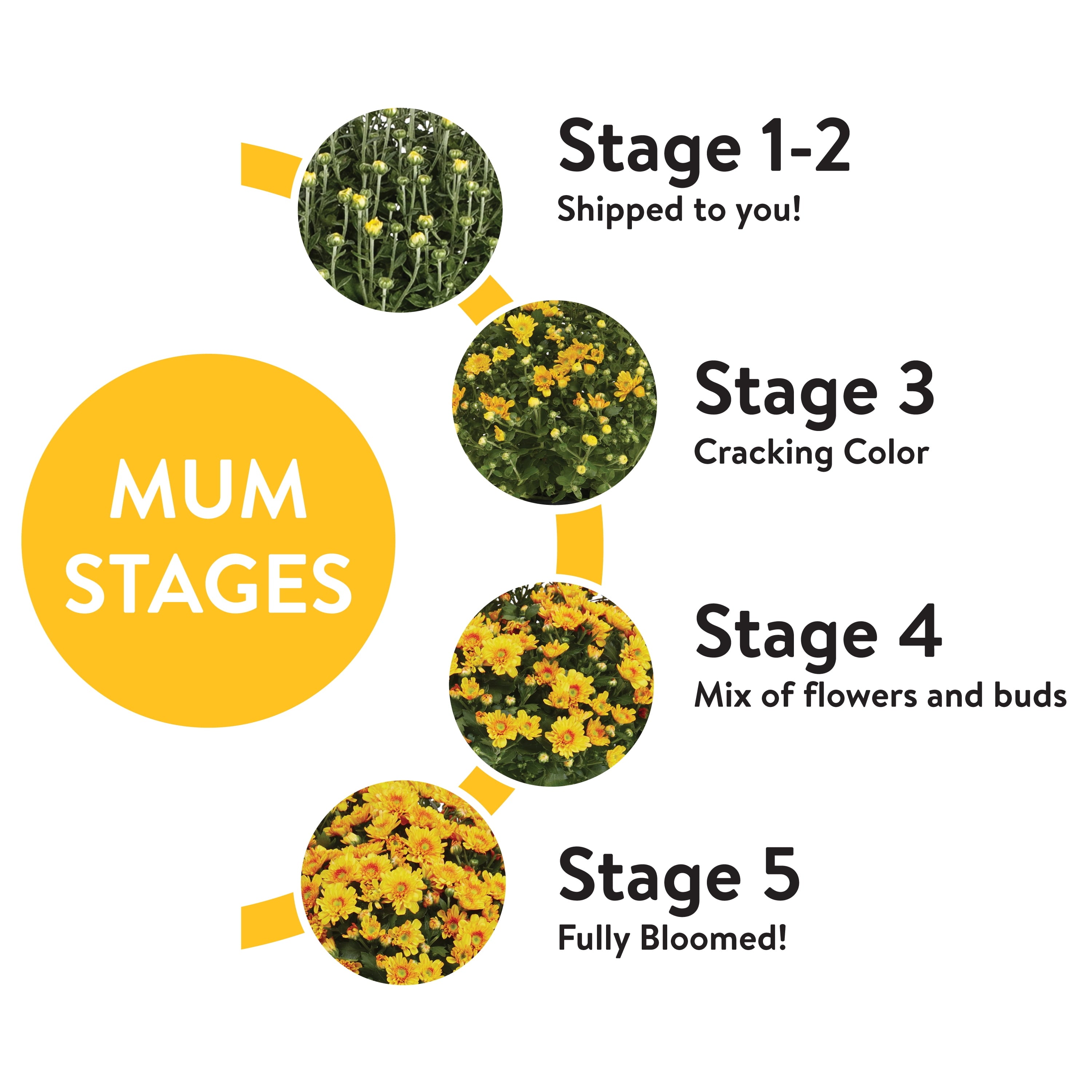 1.5G Yellow Garden Mum Live Plant in Hanging Basket