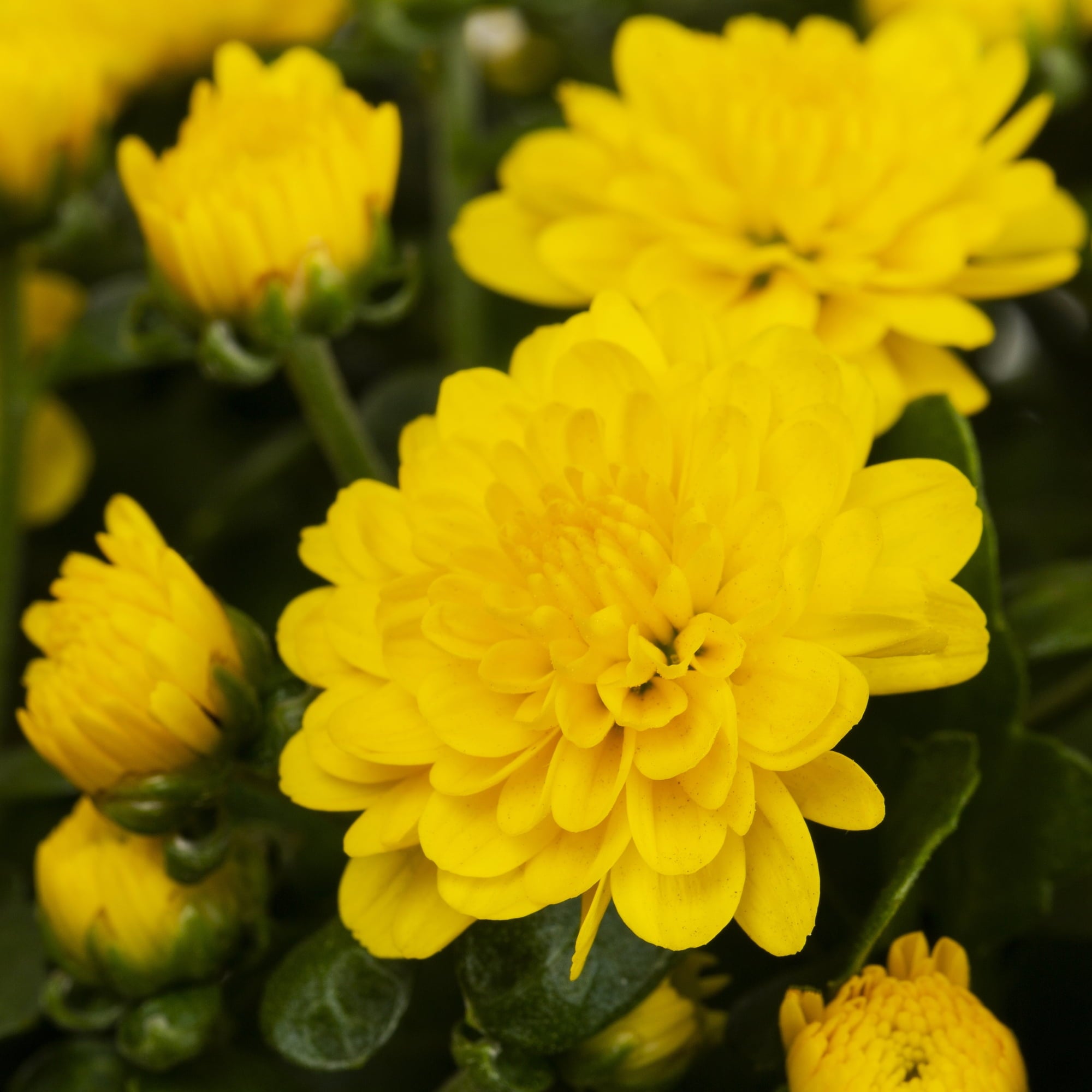 1.5G Yellow Garden Mum Live Plant in Hanging Basket