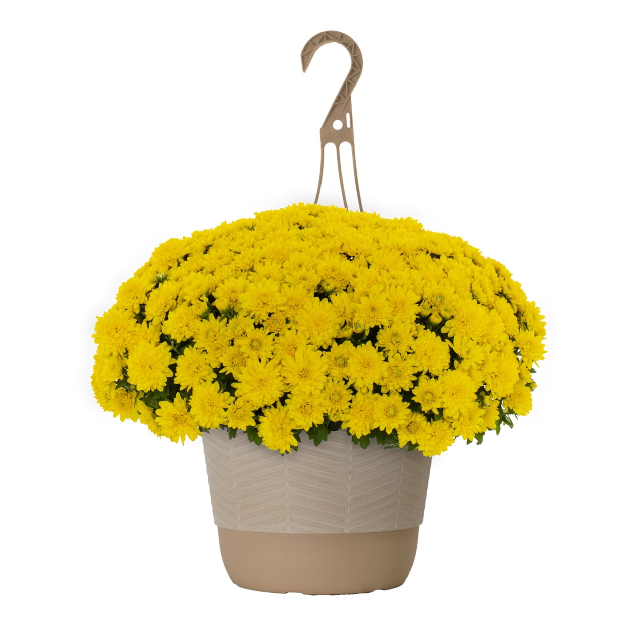 1.5G Yellow Garden Mum Live Plant in Hanging Basket