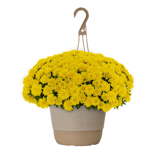 1.5G Yellow Garden Mum Live Plant in Hanging Basket