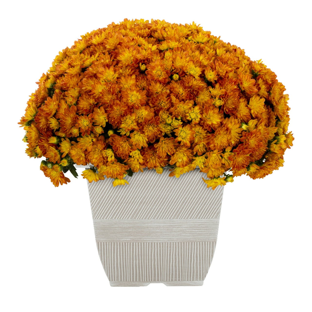 1G Orange Garden Mum Live Plant in Decorative Planter
