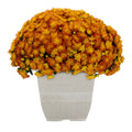 1G Orange Garden Mum Live Plant in Decorative Planter