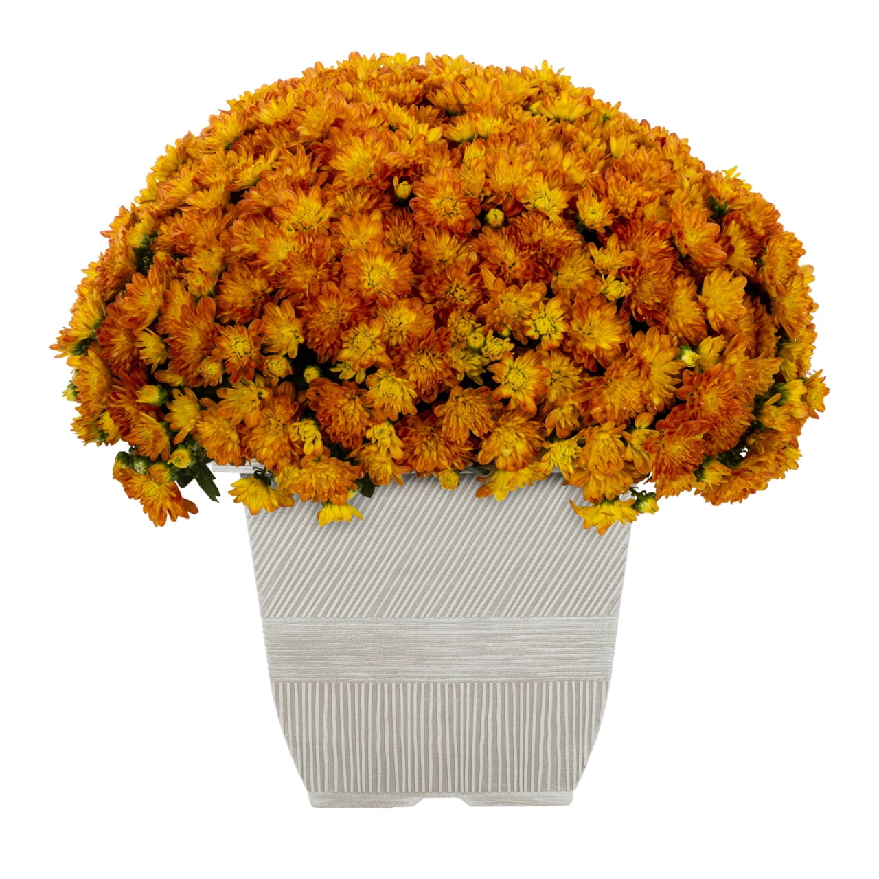 1G Orange Garden Mum Live Plant in Decorative Planter