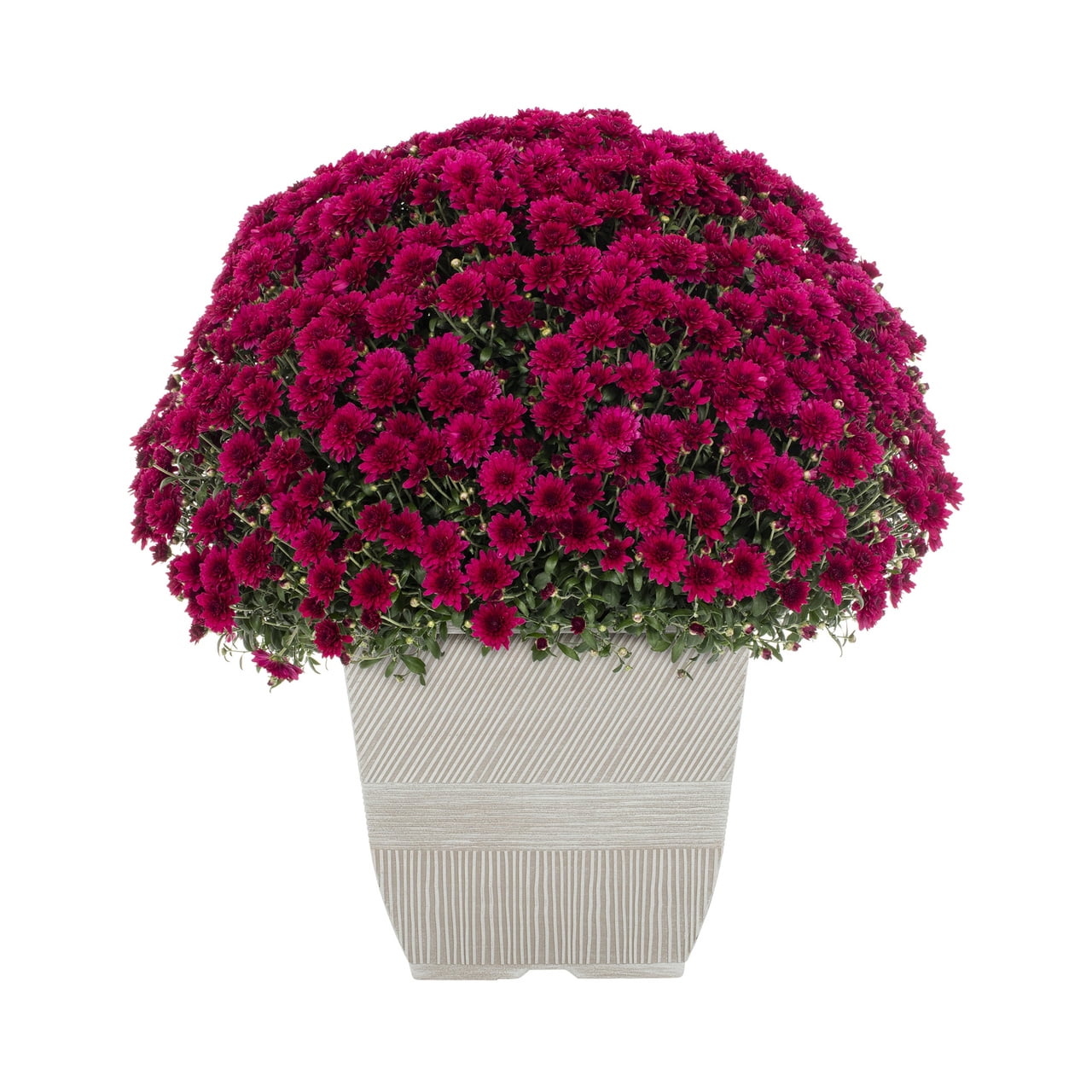 Spooky Yard™ 1G Orange Garden Mum Live Plant in Decorative Planter