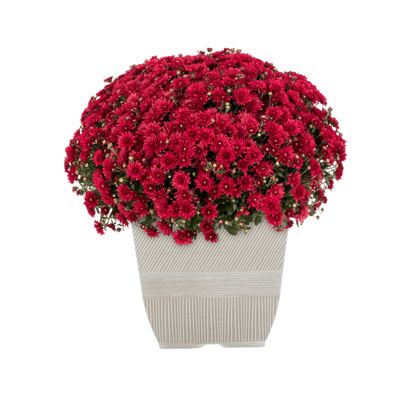 Spooky Yard™ 1G Orange Garden Mum Live Plant in Decorative Planter