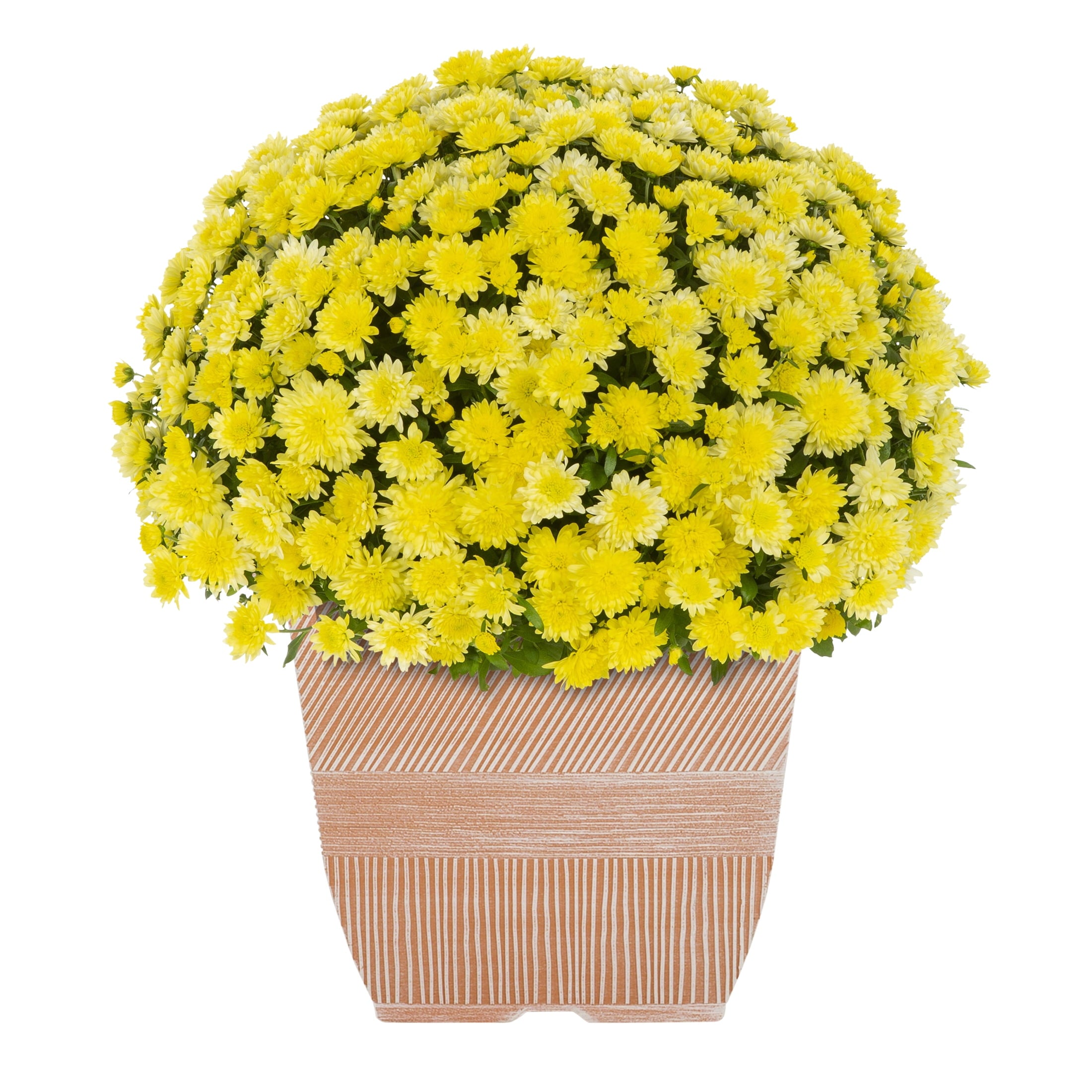 Spooky Yard™ 1G Orange Garden Mum Live Plant in Decorative Planter