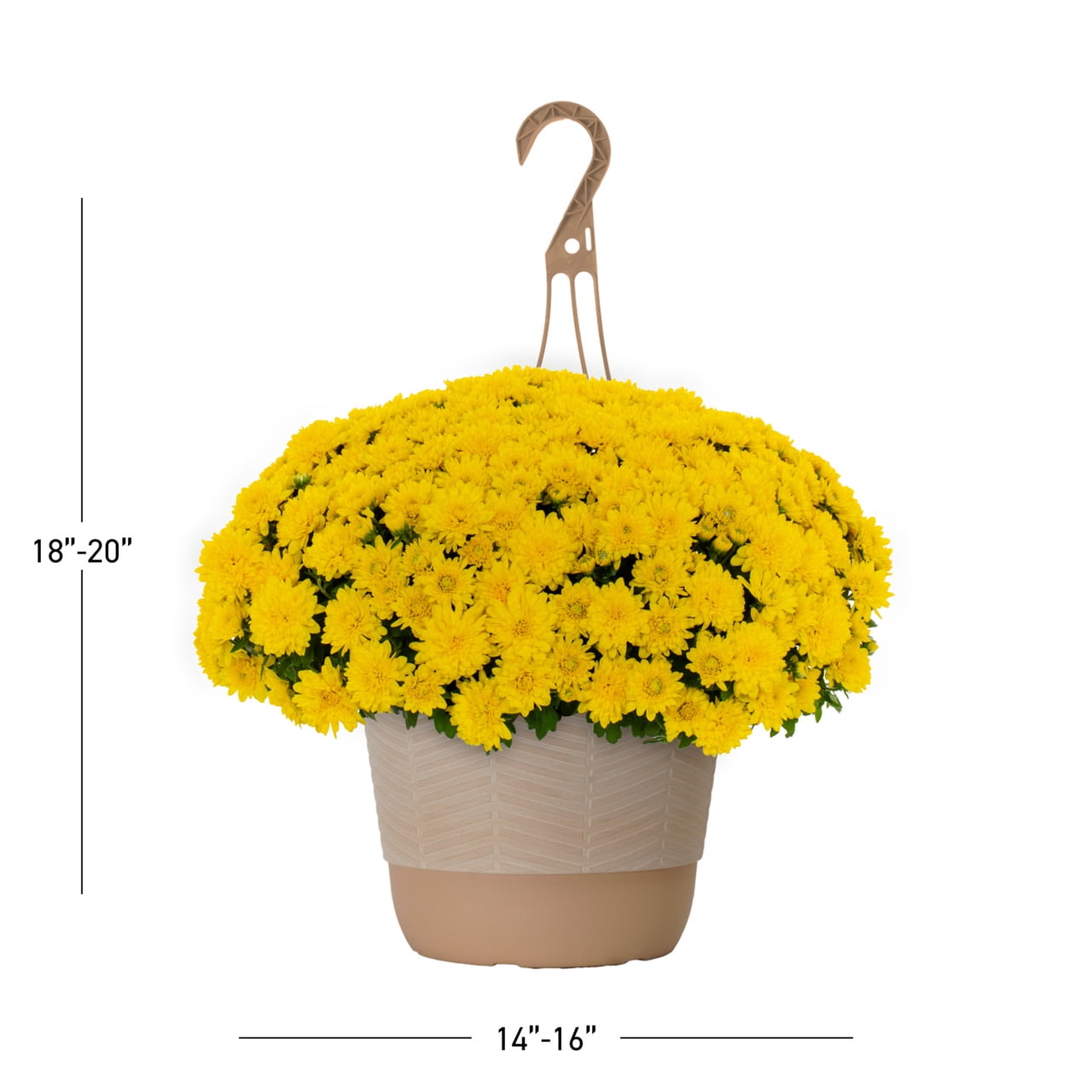 1.5G Yellow Garden Mum Live Plant in Hanging Basket