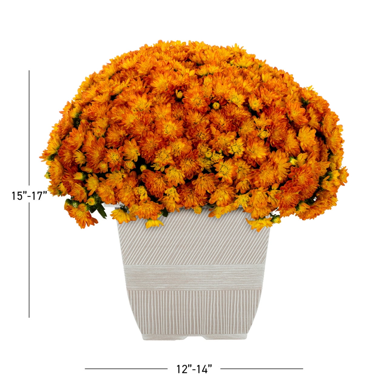 1G Orange Garden Mum Live Plant in Decorative Planter