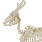 LED Illuminated Deer Skeleton, 60-inch, Halloween Decoration
