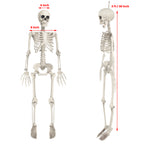 OZMI Halloween Skeleton Decoration for Haunted House, 38 Inch Full Body Plastic Skull Skeleton with Posable Joints for Halloween Party Haunted House Bar Graveyard Decorations Party