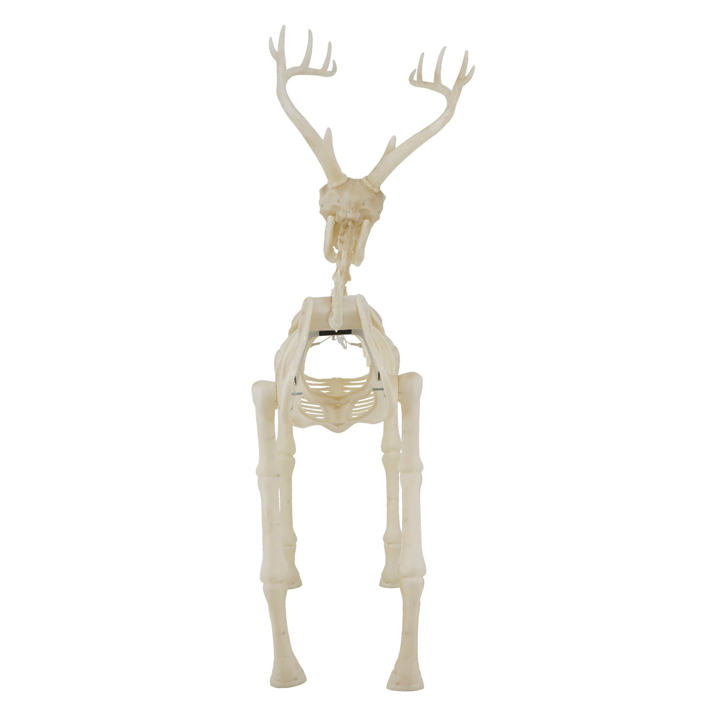 LED Illuminated Deer Skeleton, 60-inch, Halloween Decoration
