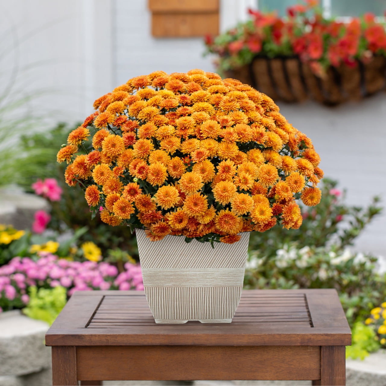 1G Orange Garden Mum Live Plant in Decorative Planter